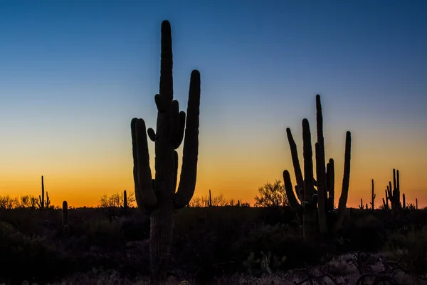 Zachód Słońca Pustyni Kaktusem Saguaro — Zdjęcie stockowe