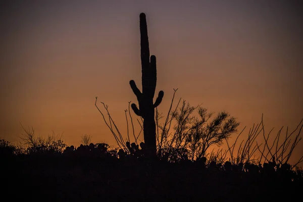 Zachód Słońca Pustyni Kaktusem Saguaro — Zdjęcie stockowe