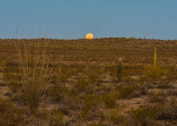 Kaktus Saguaro Pod Porannym Księżycem — Zdjęcie stockowe