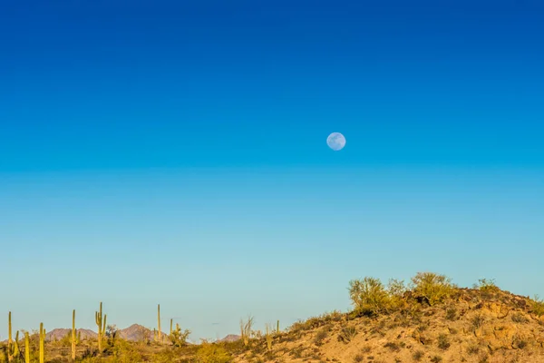 Kaktus Saguaro Pod Porannym Księżycem — Zdjęcie stockowe