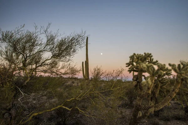 Kaktus Saguaro Pod Porannym Księżycem — Zdjęcie stockowe