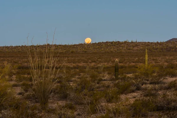 Kaktus Saguaro Pod Porannym Księżycem — Zdjęcie stockowe