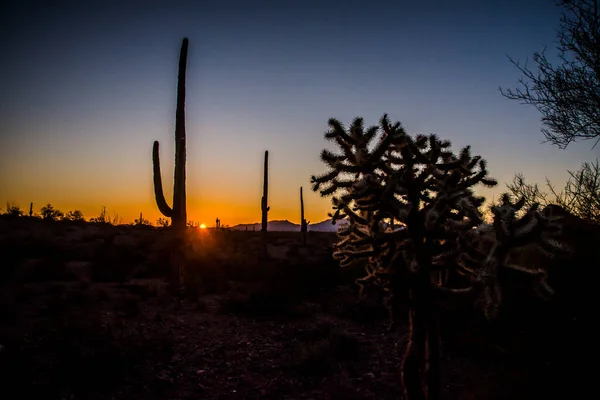 Kaktus Saguaro Parku Narodowym Saguaro — Zdjęcie stockowe