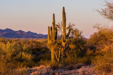 Saguaro Ulusal Parkı 'nda Saguaro kaktüsü