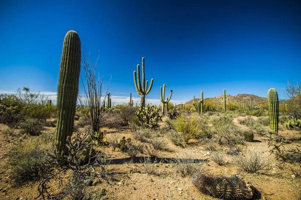 Saguaro Ulusal Parkı 'nda Saguaro kaktüsü