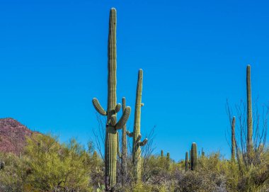 Saguaro Ulusal Parkı 'nda Saguaro kaktüsü