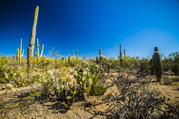 Kaktus Saguaro Národním Parku Saguaro — Stock fotografie