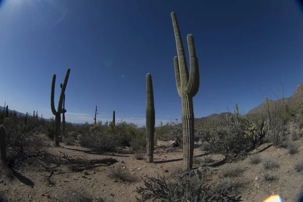 Saguaro Cactus Saguaro National Park — 图库照片