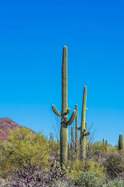 Saguaro Kaktusz Saguaro Nemzeti Parkban — Stock Fotó