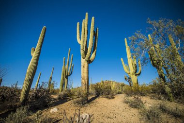 Saguaro Ulusal Parkı 'nda Saguaro kaktüsü