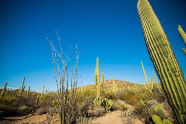 Saguaro Ulusal Parkı 'nda Saguaro kaktüsü