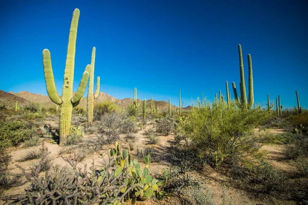 Cactus Saguaro Parque Nacional Saguaro —  Fotos de Stock