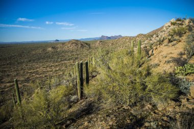 Saguaro Ulusal Parkı 'nda Saguaro kaktüsü