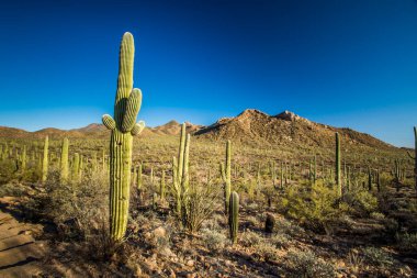 Saguaro Ulusal Parkı 'nda Saguaro kaktüsü
