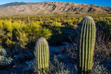 Saguaro Ulusal Parkı 'nda Saguaro kaktüsü