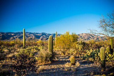 Saguaro Ulusal Parkı 'nda Saguaro kaktüsü