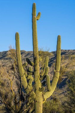 Saguaro Ulusal Parkı 'nda Saguaro kaktüsü
