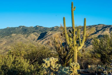 Saguaro Ulusal Parkı 'nda Saguaro kaktüsü