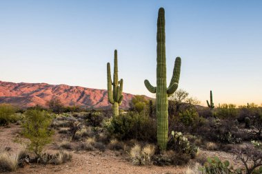 Saguaro Ulusal Parkı 'nda Saguaro kaktüsü