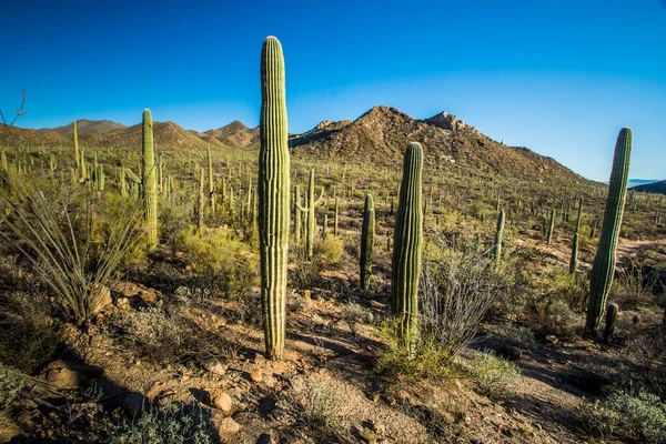 Saguaro Kaktusz Saguaro Nemzeti Parkban — Stock Fotó