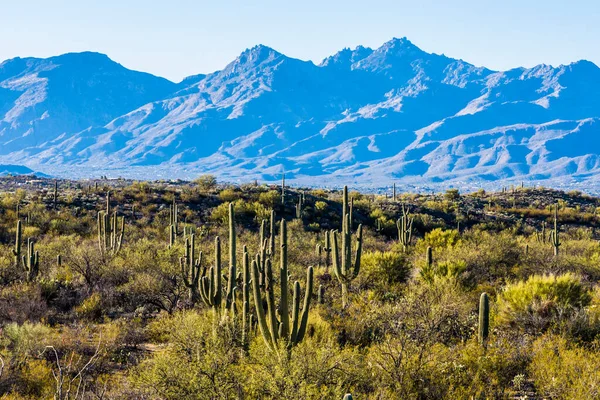 Kaktus Saguaro Národním Parku Saguaro — Stock fotografie