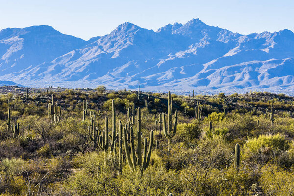 Кактус Сагуаро в национальном парке Сагуаро