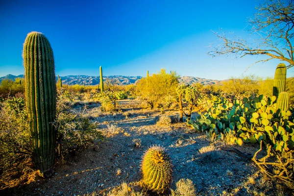 Saguaro Kaktusz Saguaro Nemzeti Parkban — Stock Fotó