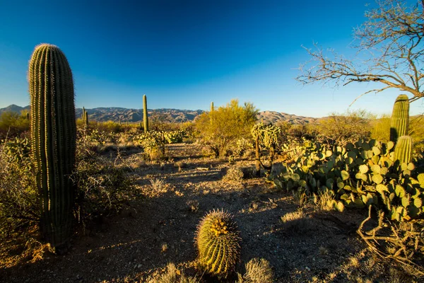 Saguaro Kaktusz Saguaro Nemzeti Parkban — Stock Fotó