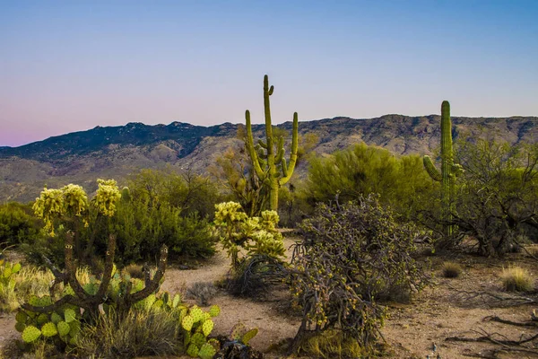 Saguaro kaktusz a Saguaro Nemzeti Parkban, Arizona — Stock Fotó