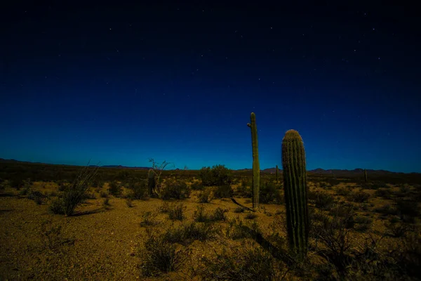 Kaktus Saguaro w parku narodowym Saguaro, Arizona — Zdjęcie stockowe