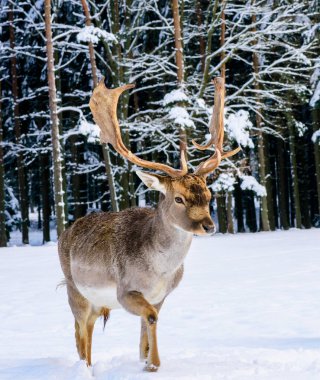 Çek Cumhuriyeti 'nde kardaki geyik avı