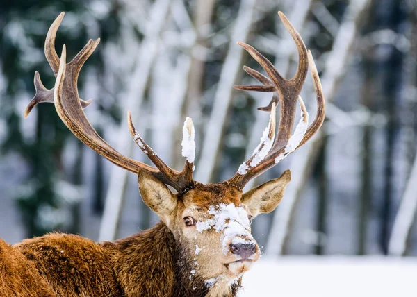 Europees Hert Winterlandschap Tsjechië — Stockfoto