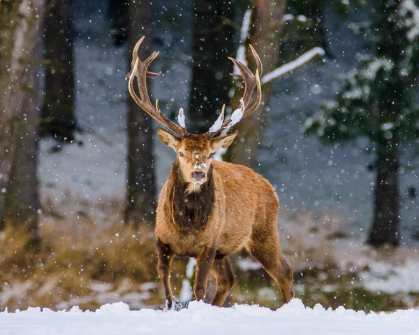 Cervo Europeo Nel Paesaggio Invernale Repubblica Ceca — Foto Stock