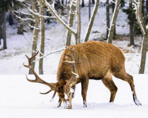 European deer in winter landscape, Czech Republic