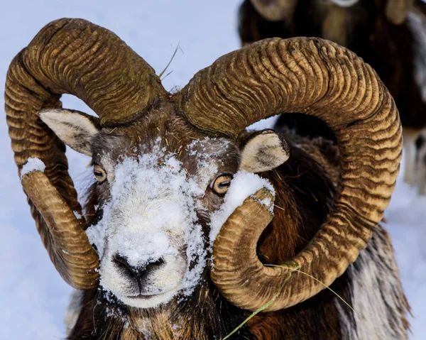 Mouflon Dans Paysage Hivernal République Tchèque — Photo