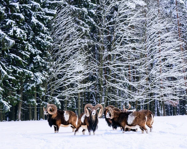 Mouflon Vinterlandskapet Tjeckien — Stockfoto