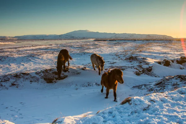 Una Mandria Cavalli Islandesi Inverno — Foto Stock