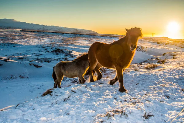 Стадо Исландских Лошадей Зимой — стоковое фото