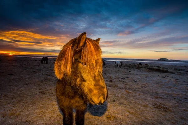 Eine Herde Islandpferde Winter — Stockfoto
