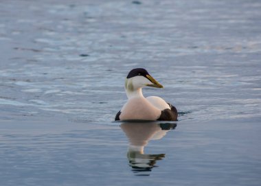 Jokulsarlon, İzlanda 'da Erkek Ortak Eider Somateria mollissima.
