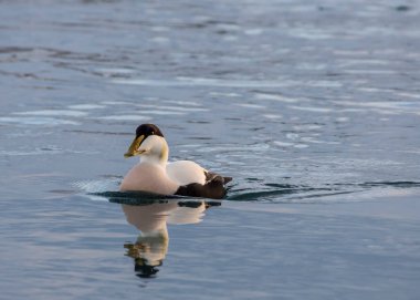 Jokulsarlon, İzlanda 'da Erkek Ortak Eider Somateria mollissima.