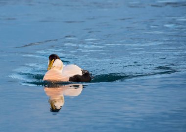 Jokulsarlon, İzlanda 'da Erkek Ortak Eider Somateria mollissima.