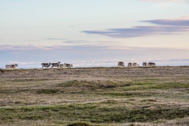 Doğu Fjords, İzlanda 'da vahşi ren geyiği sürüsü.