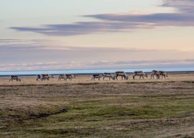 Doğu Fjords, İzlanda 'da vahşi ren geyiği sürüsü.