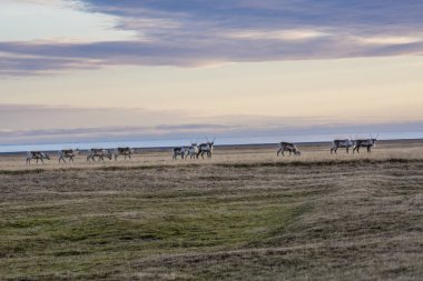 Doğu Fjords, İzlanda 'da vahşi ren geyiği sürüsü.