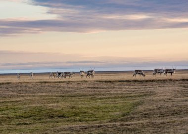 Doğu Fjords, İzlanda 'da vahşi ren geyiği sürüsü.