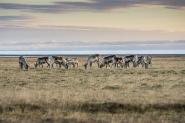 Doğu Fjords, İzlanda 'da vahşi ren geyiği sürüsü.