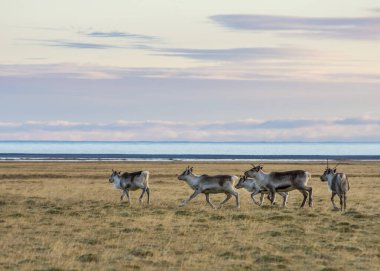 Doğu Fjords, İzlanda 'da vahşi ren geyiği sürüsü.
