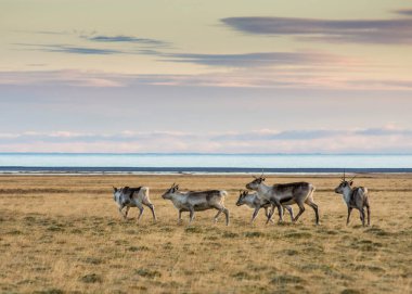 Doğu Fjords, İzlanda 'da vahşi ren geyiği sürüsü.