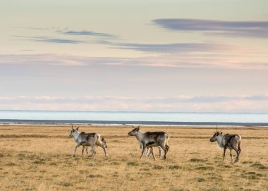 Doğu Fjords, İzlanda 'da vahşi ren geyiği sürüsü.
